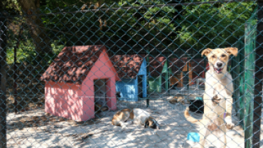 Geçici Hayvan bakım Evi Yapımı Tamamlandı